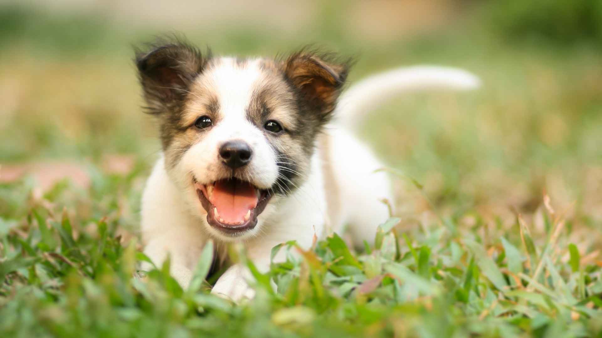 Cachorro antes de la muda de pelo